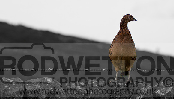 Female Pheasant