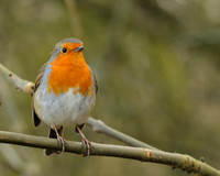 FLORA FORNA BIRDS ANIMALS